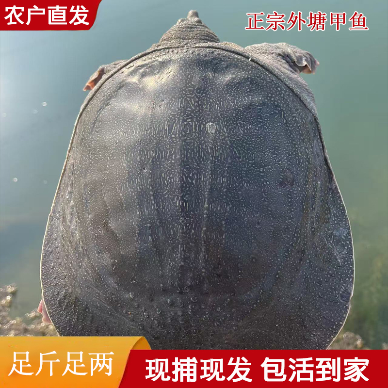 624 外塘甲鱼 鲜活发货 5只装 总重量6-7斤 生态甲鱼