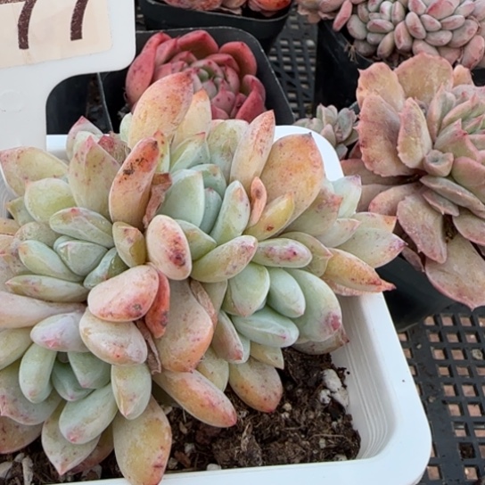 77橙子一物一拍多肉