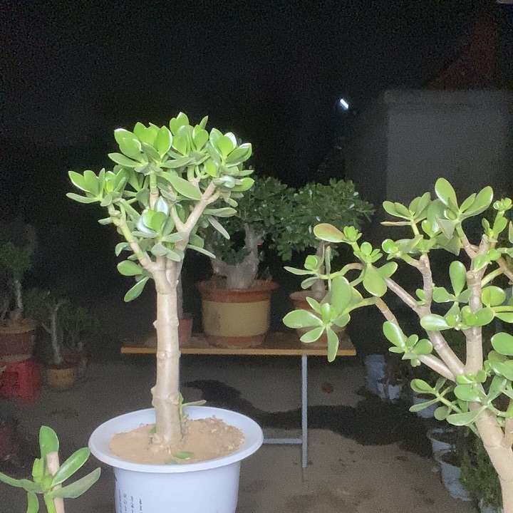 媛***梦青叶玉树一物一拍