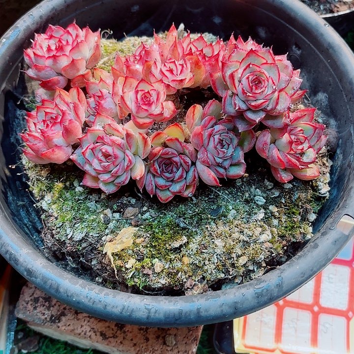 ლ***遇精品多肉荷花一物一拍39号