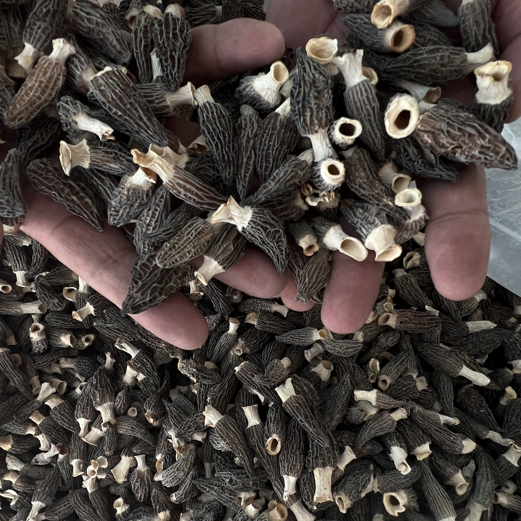 手选宝宝菇羊肚菌1018