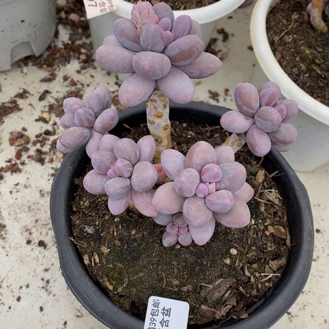 香水手指761/10c m多肉