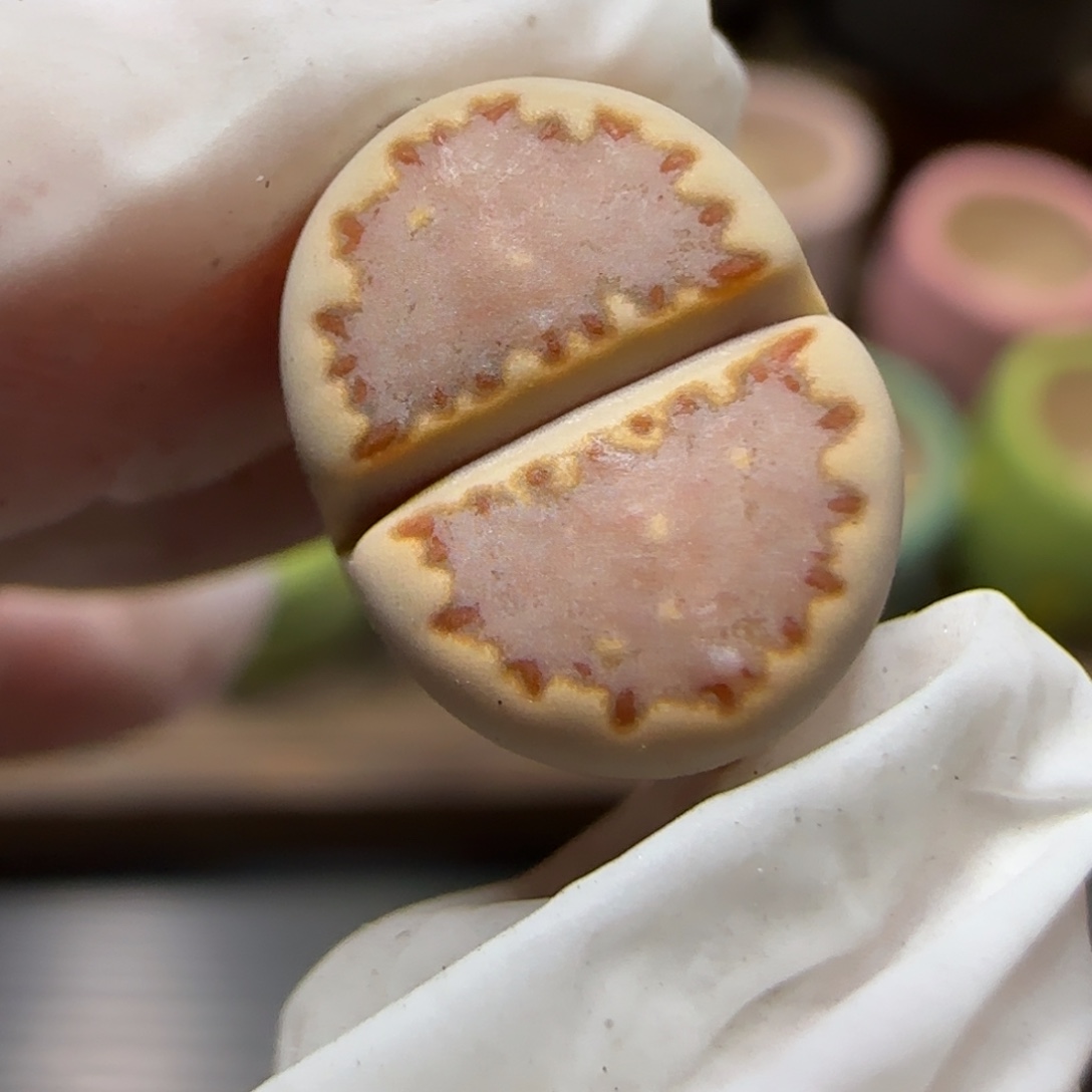 12.9.1621.013饼干.9027尺寸1.2cm微腿