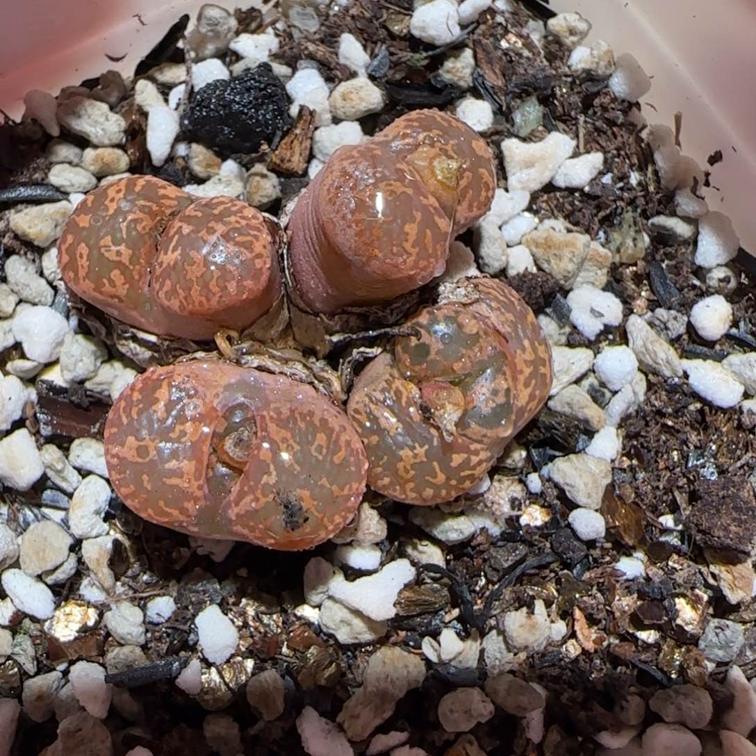肉锥多肉植物百科-勋章50