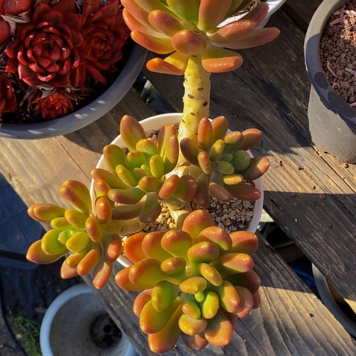 控养芒果老桩无砍群