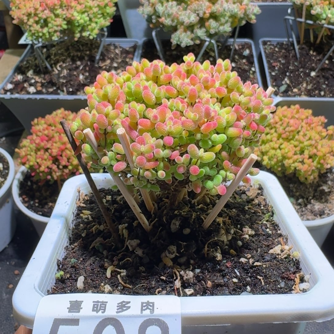 枝干番杏蜜橘糖球508