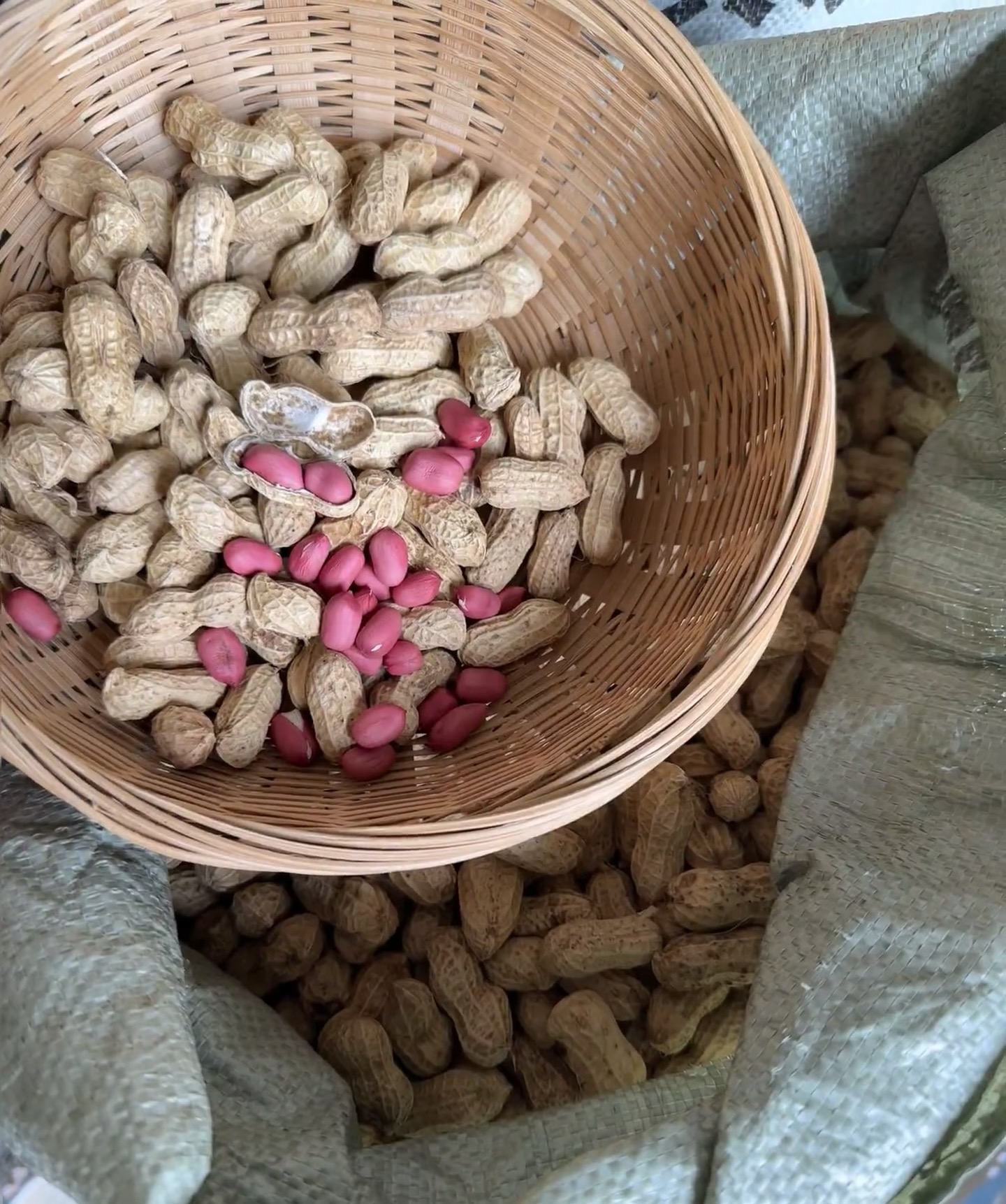 【刘小慧助农代卖增收】农村粉皮花生