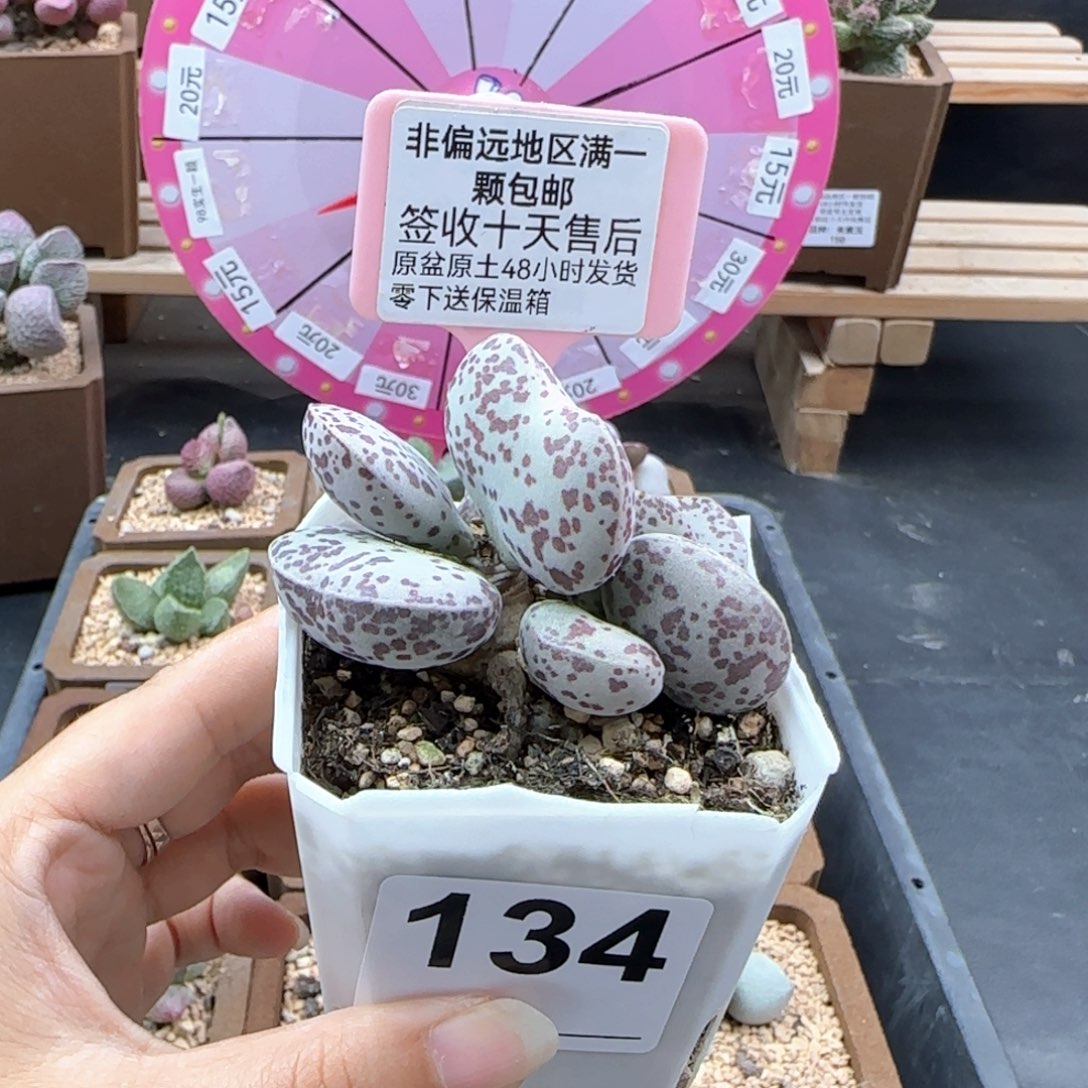 134花蛋多肉植物