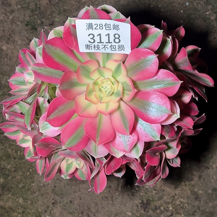 3118粉女巫多肉植物