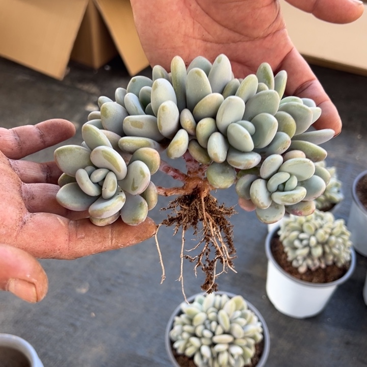 拉拉奶树朵朵缀叶插