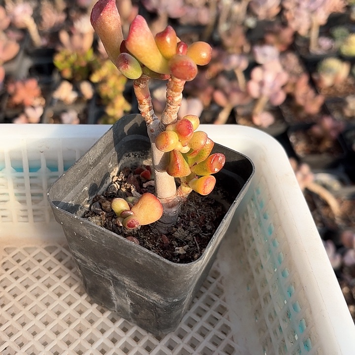 雨**呀b b vvvvvvv044