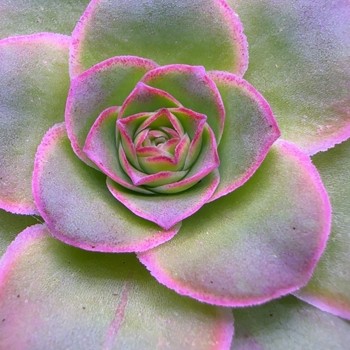 单头5厘米41424376838