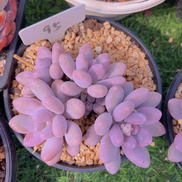 健健康康平平安安