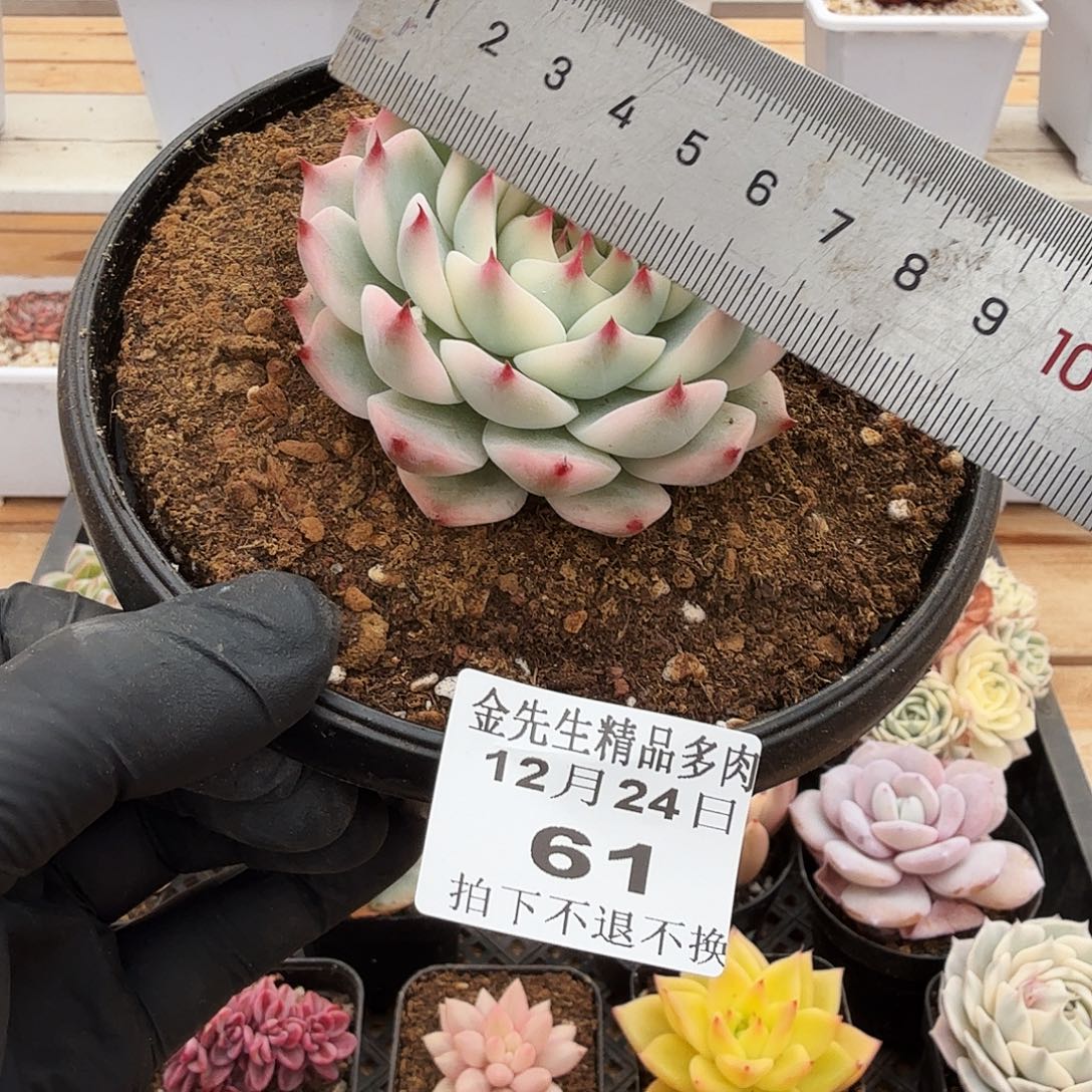 1224-61吉娃娃锦单头