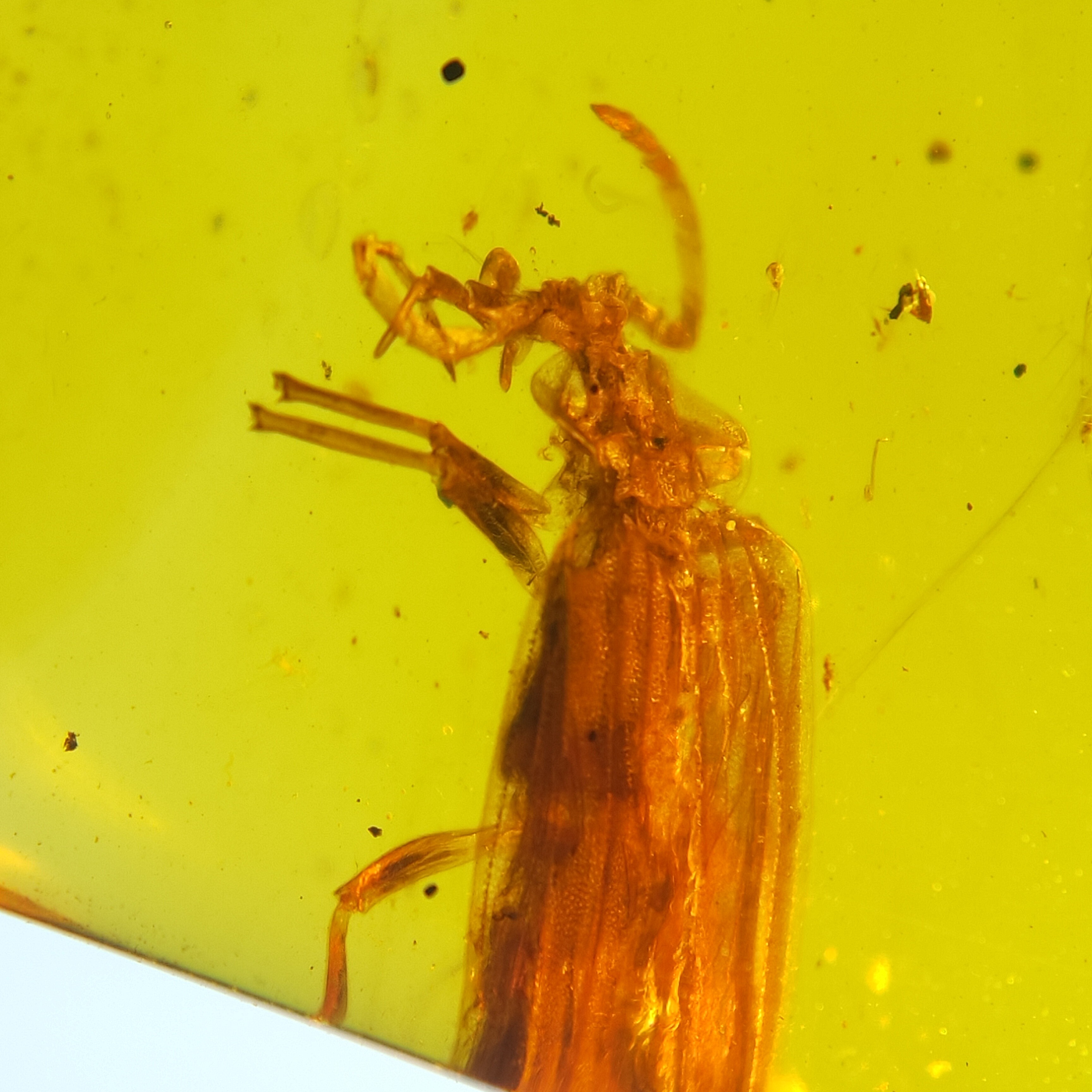萤火虫天然缅甸琥珀虫珀原石裸石摆件无优化化石昆虫保真