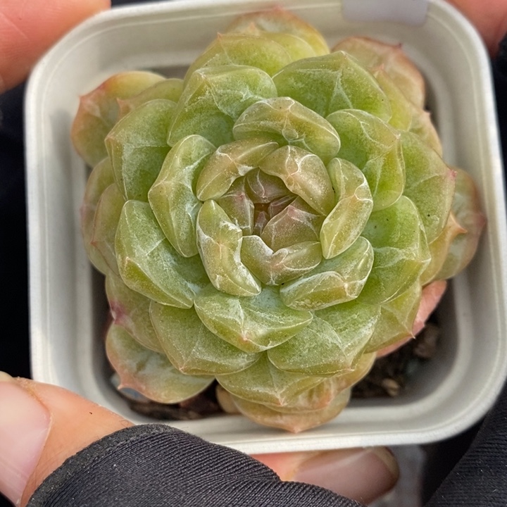 1208-536'白恋多肉