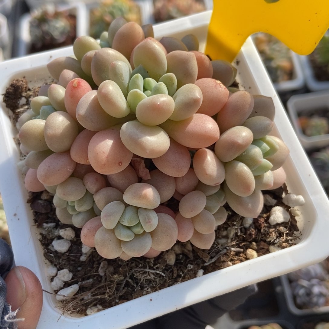 798洛可可多肉植物