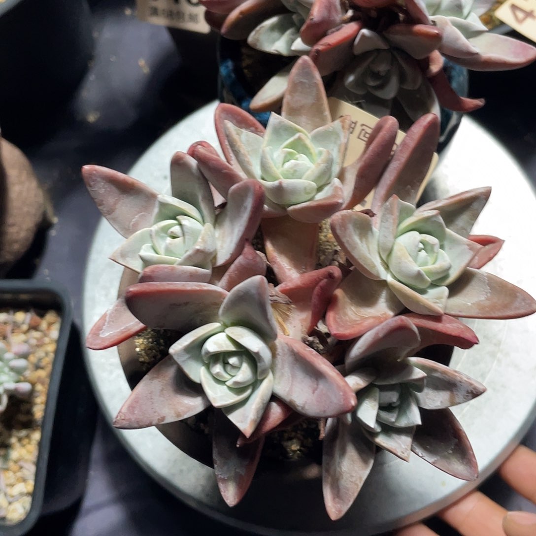 泡西芙洛拉苹果叶仙女杯