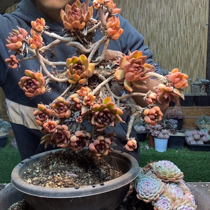 小****20号多肉植物多肉植物