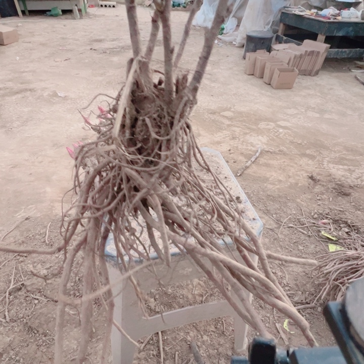 当前无花栽培后可以开花芳红