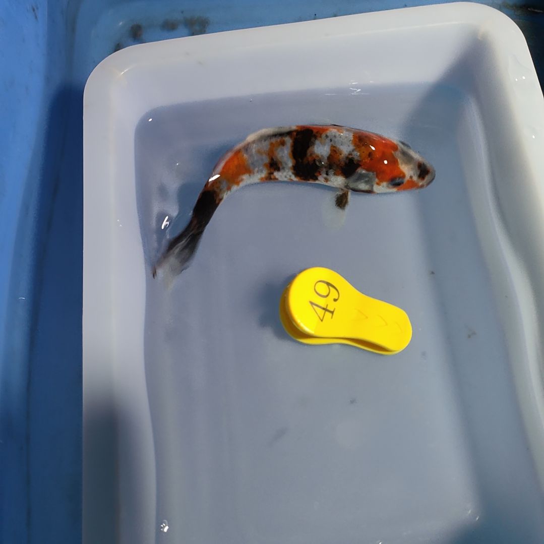 海水鱼红白大正昭和菲血白写