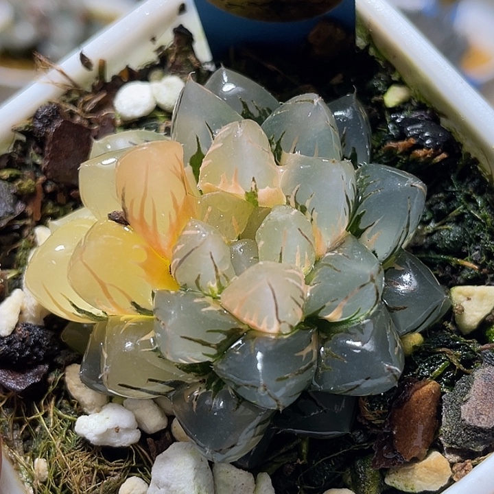 733完美水中月锦特选福利