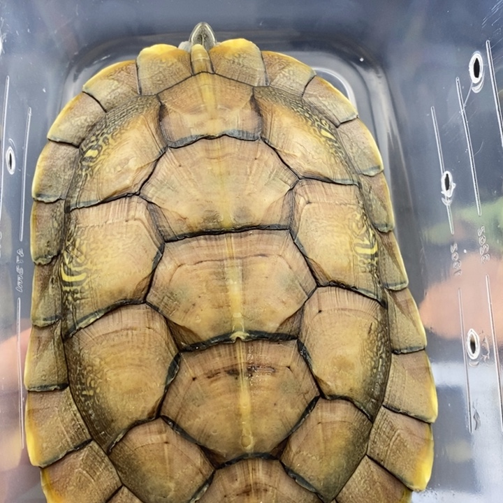 巴西彩龟母666666