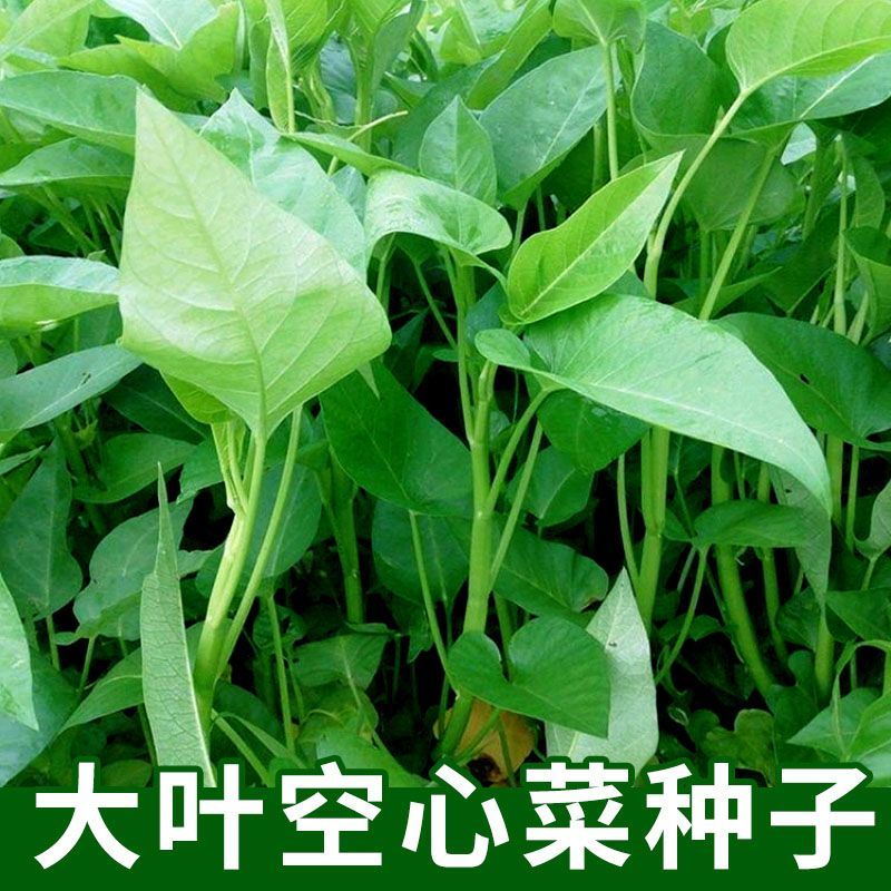 大叶空心菜种子圆叶长藤藤菜四季春夏季阳台种植青菜种子蔬菜种子
