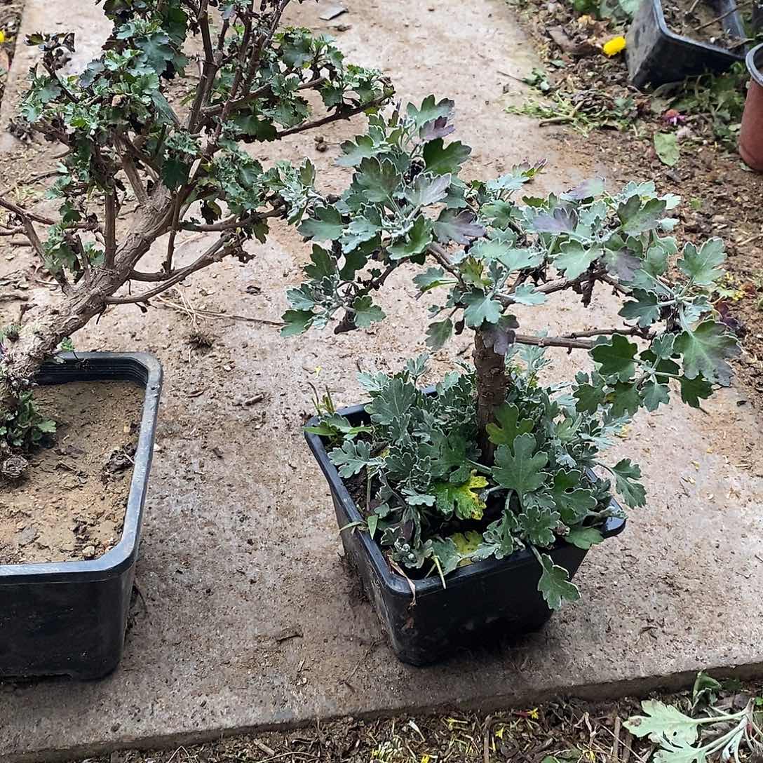 瘦***菇完全开放盆景菊花