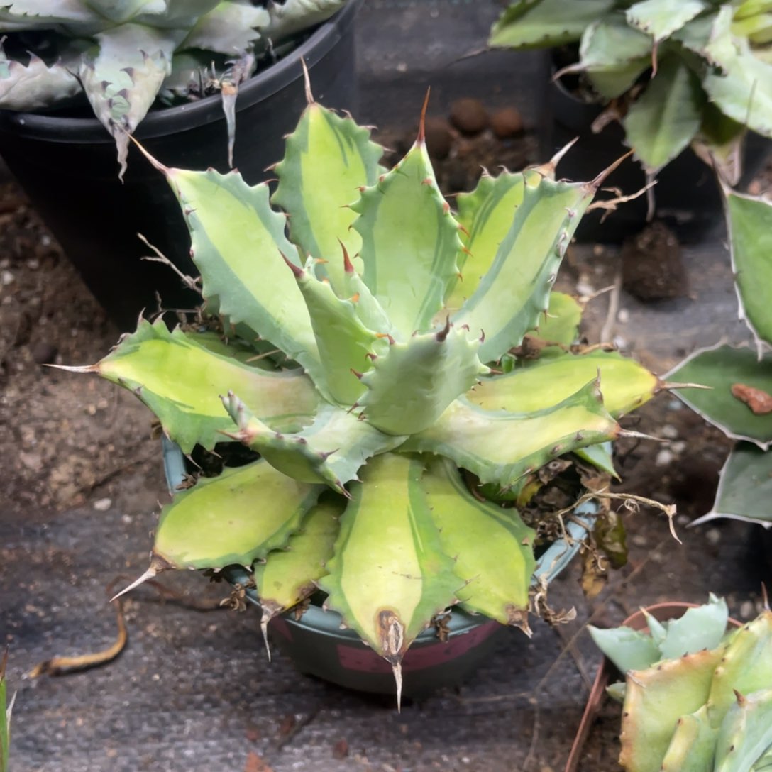 雷神乳白中斑锦龙舌兰