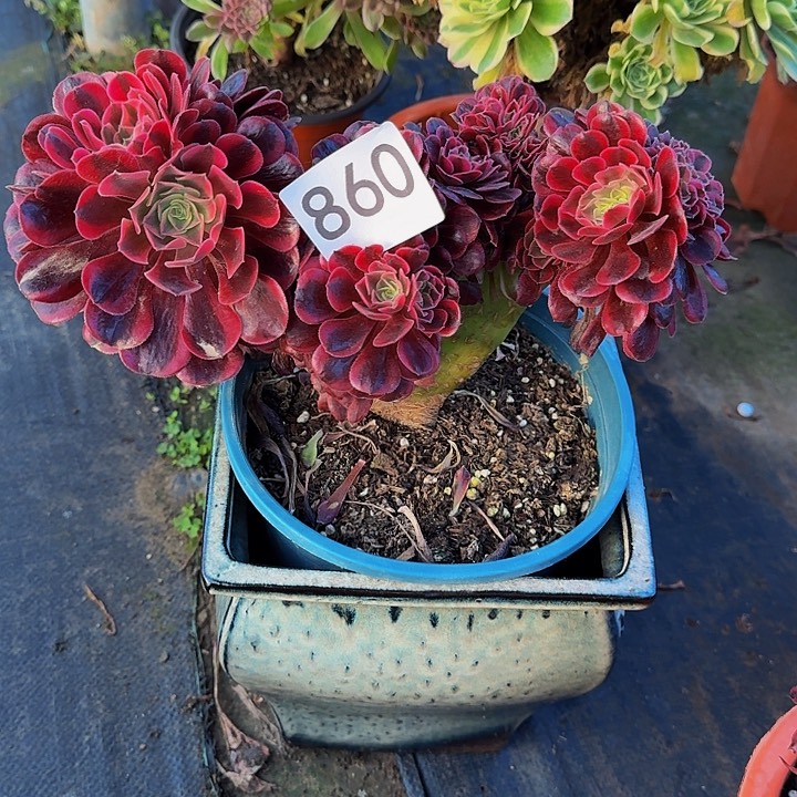 0000000000860美杜莎缀