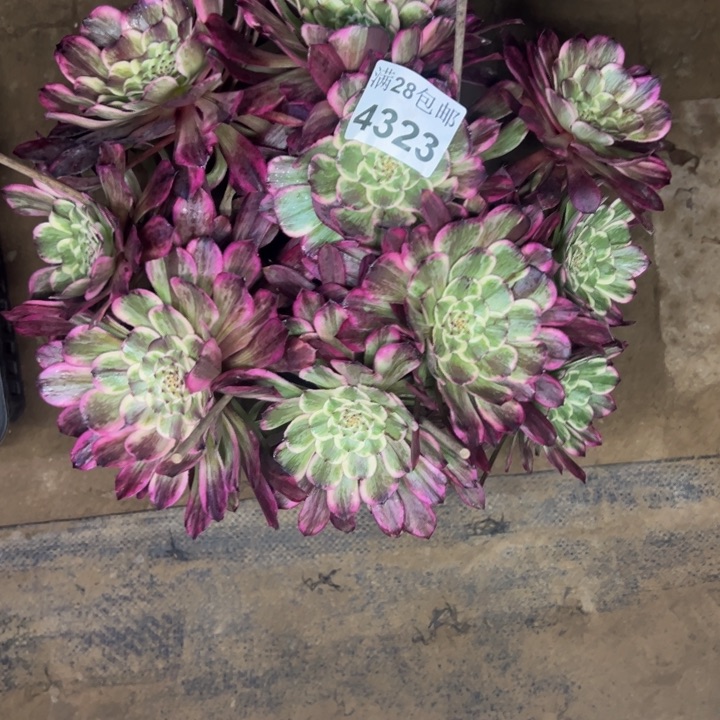 4323水墨画多肉植物