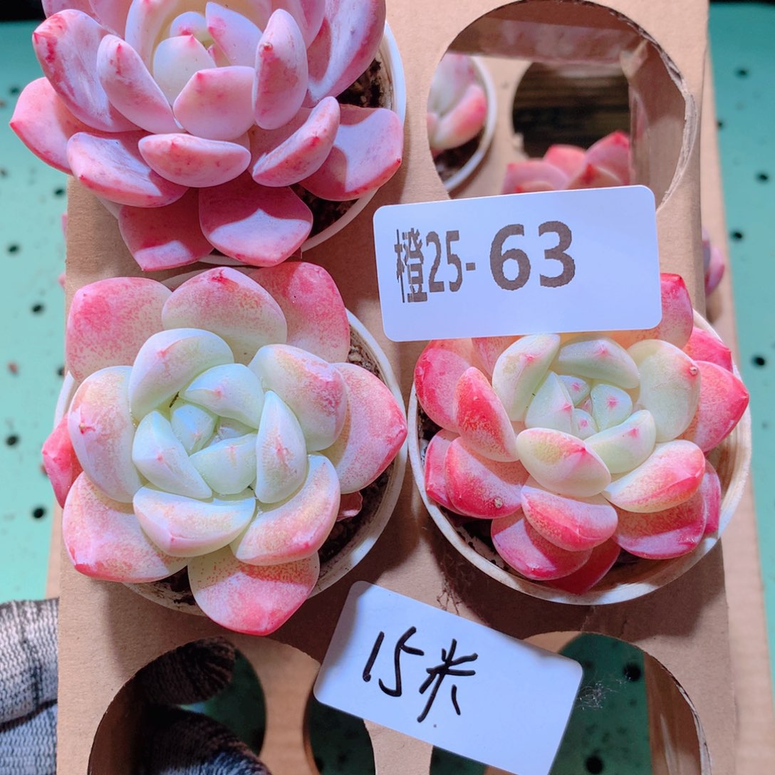 25-63一物一拍多肉带盆3颗