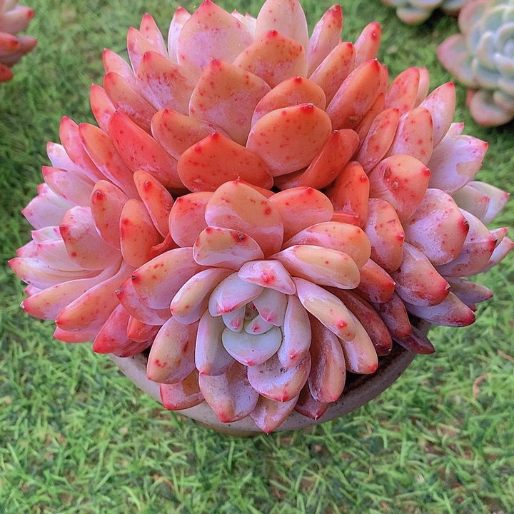 一物一拍，大福利橙梦露群老庄