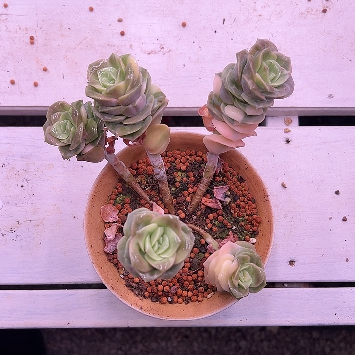 可爱玫瑰群多肉植物