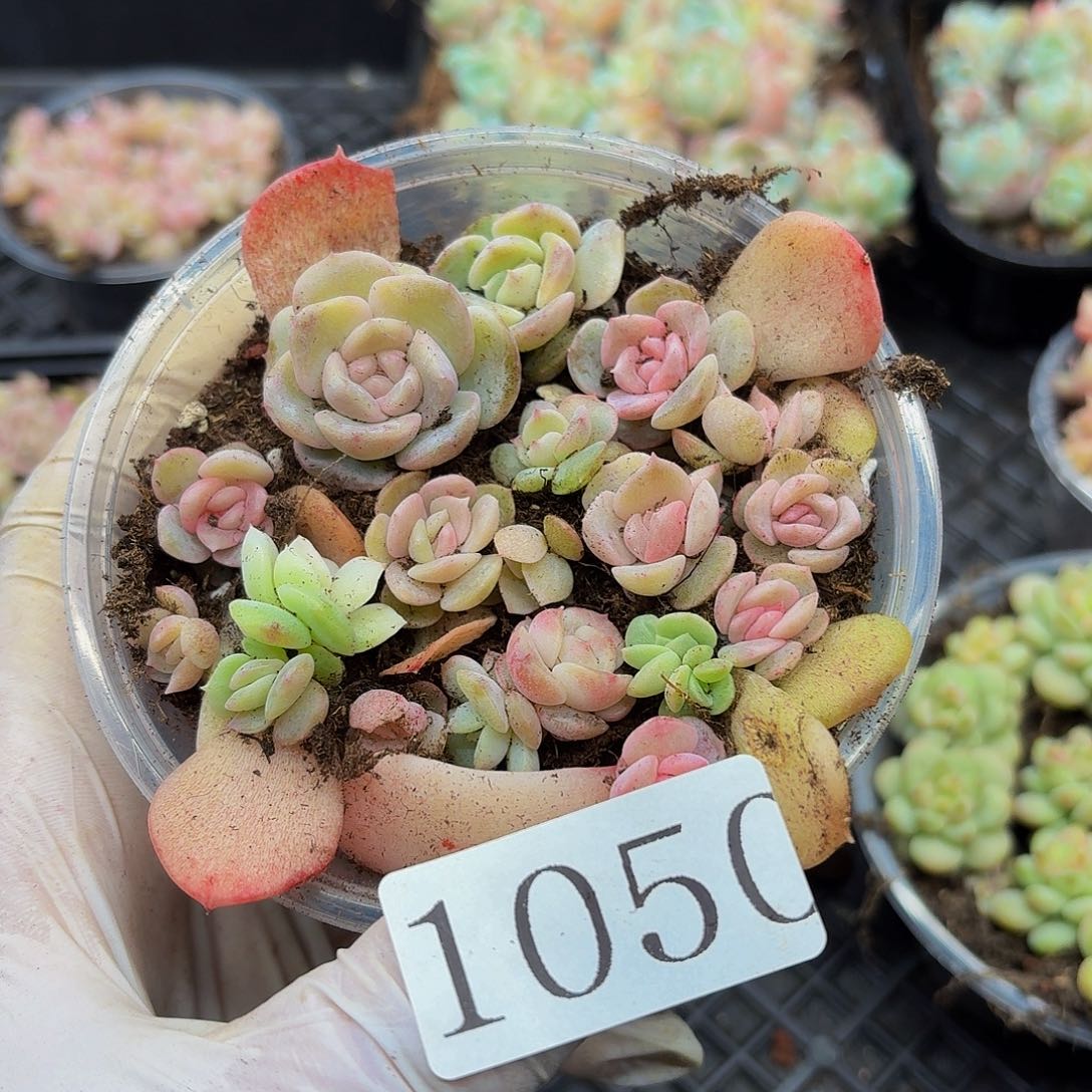 多肉植物多肉植物1050