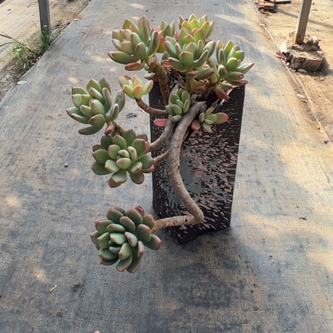 精品清新美人妖桩 裸根