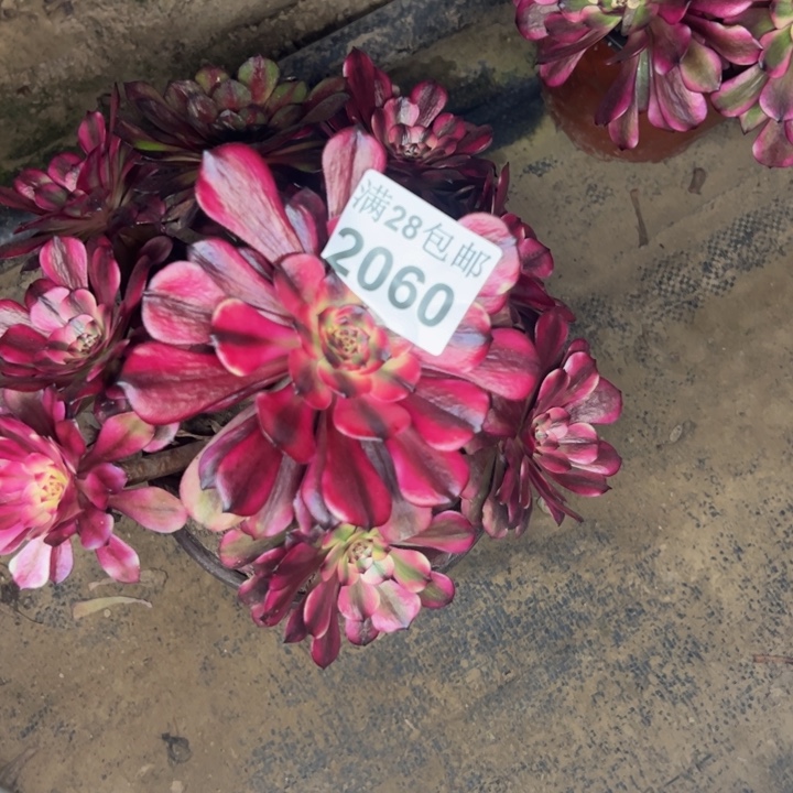 2060美姬多肉植物