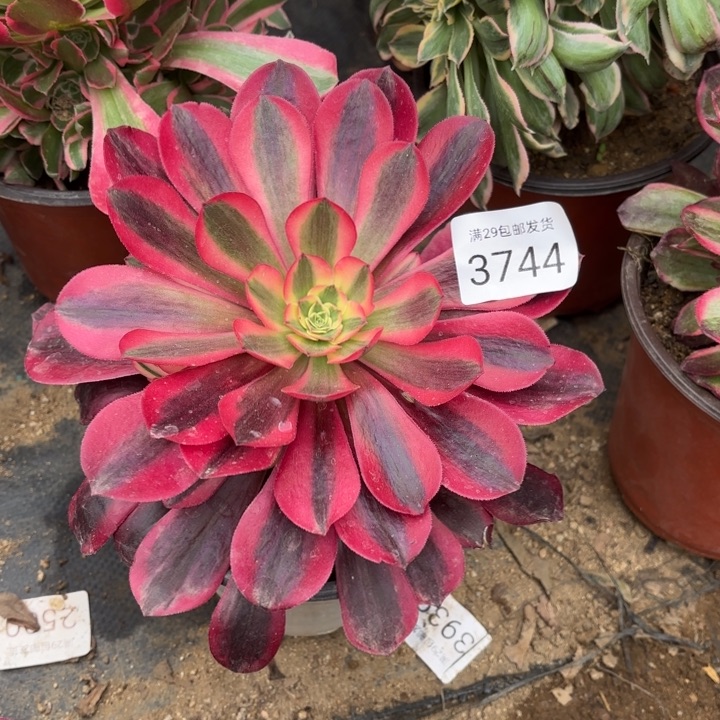 美杜莎多肉法师3744