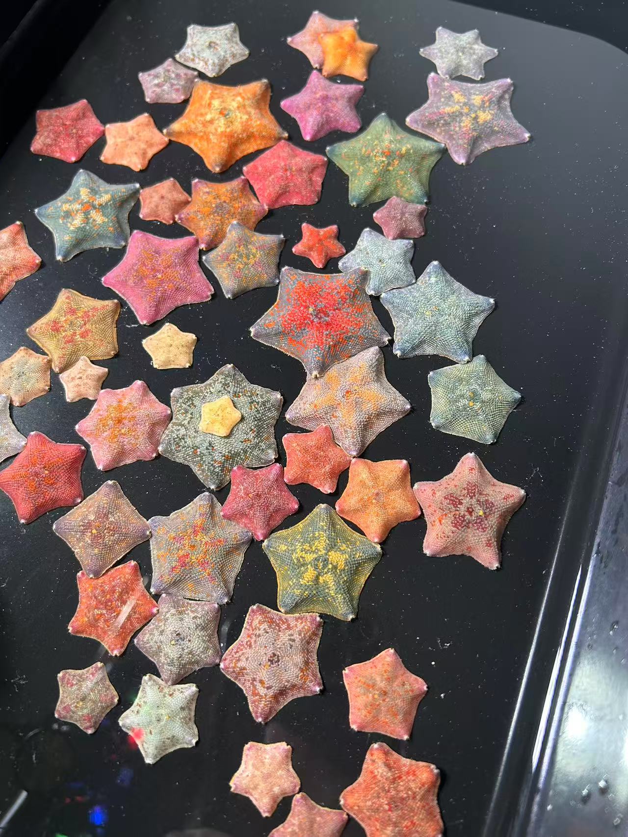 好养的海水观赏宠物海星