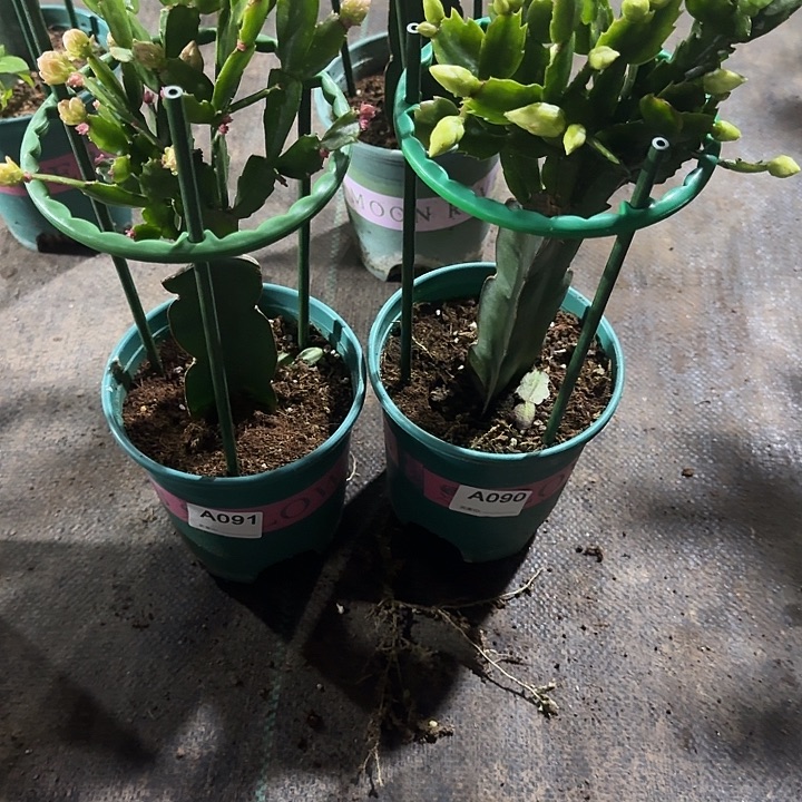 健***富大部分开放少量花苞091+090