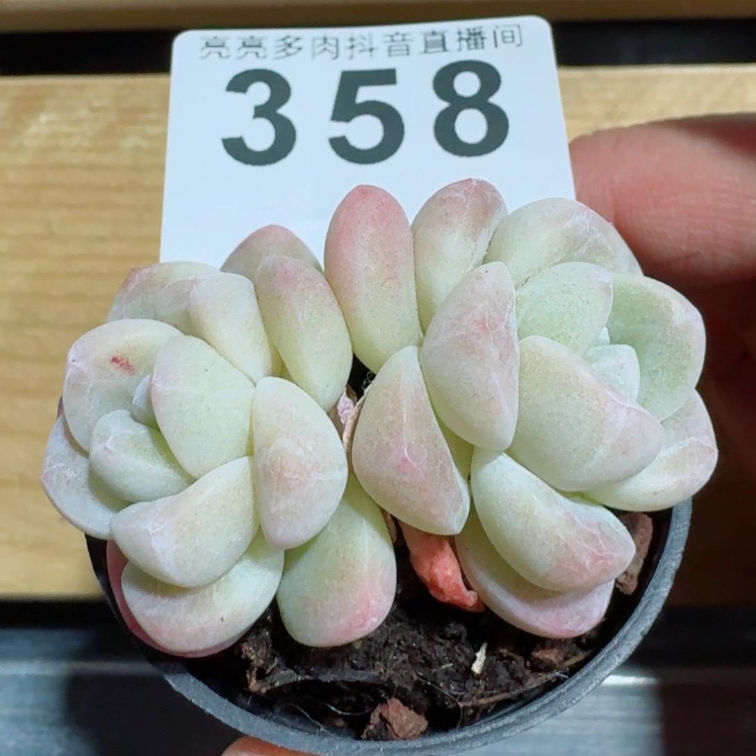 秒         精品多肉
