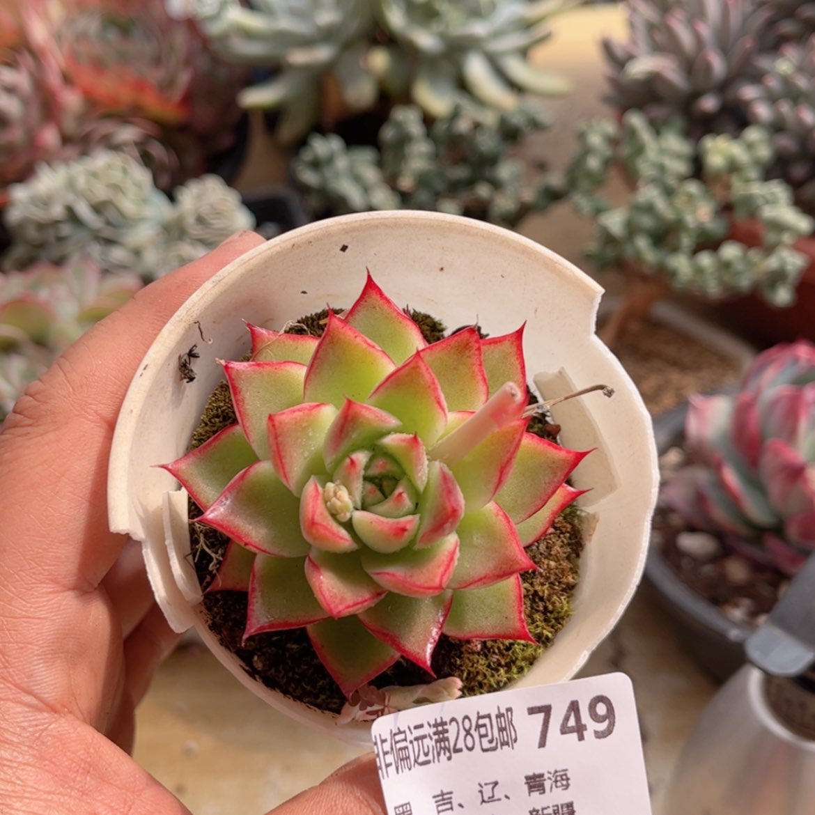 【闪购商品】749女王