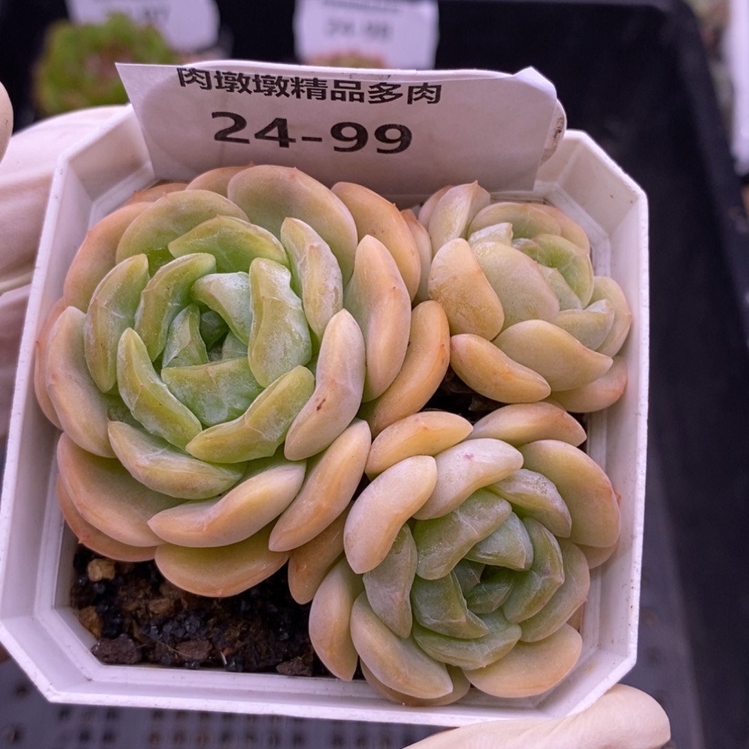 【闪购商品】24-99