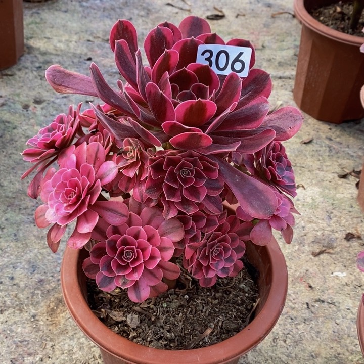美杜莎多肉植物306