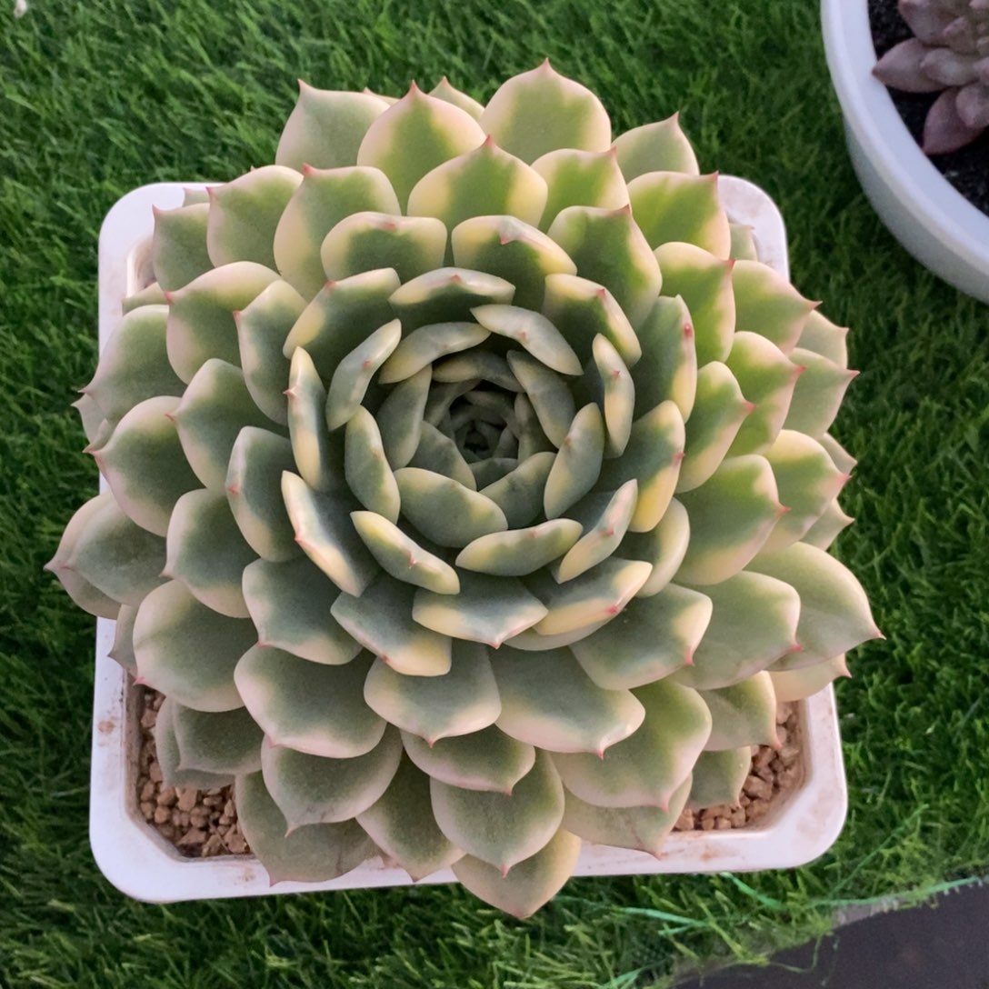 时秋锦多肉植物的