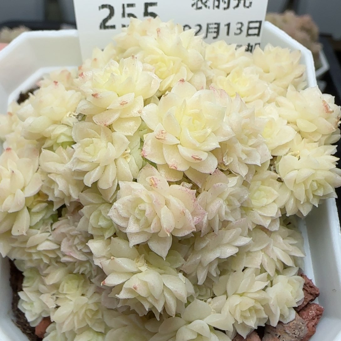 0213-255优选麦秆