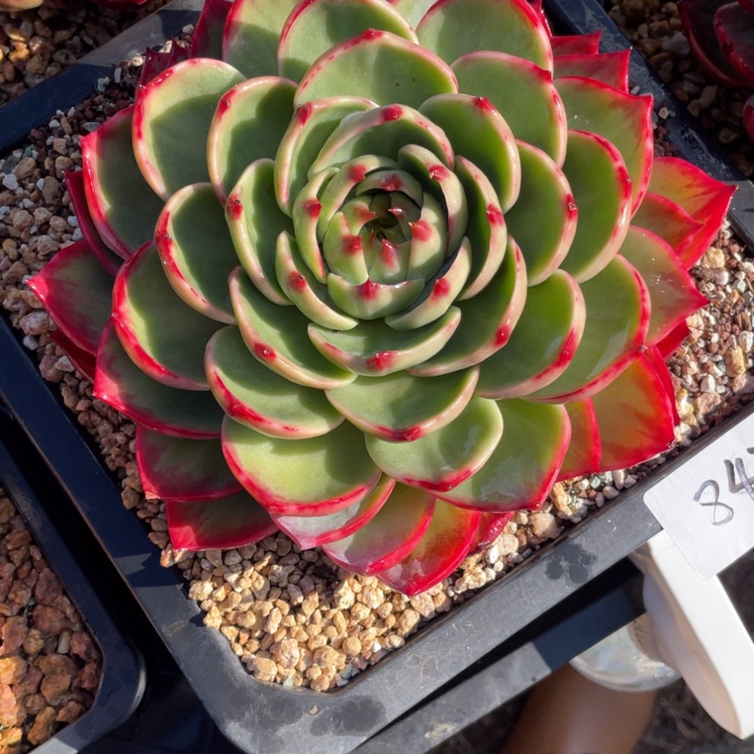 惊鸿仙子冠服19左右