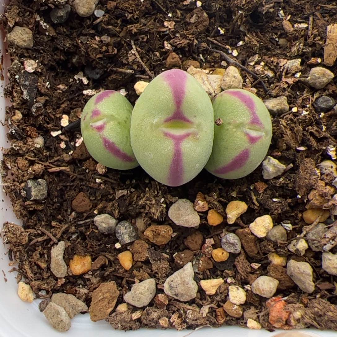 145号将杂2.25多肉