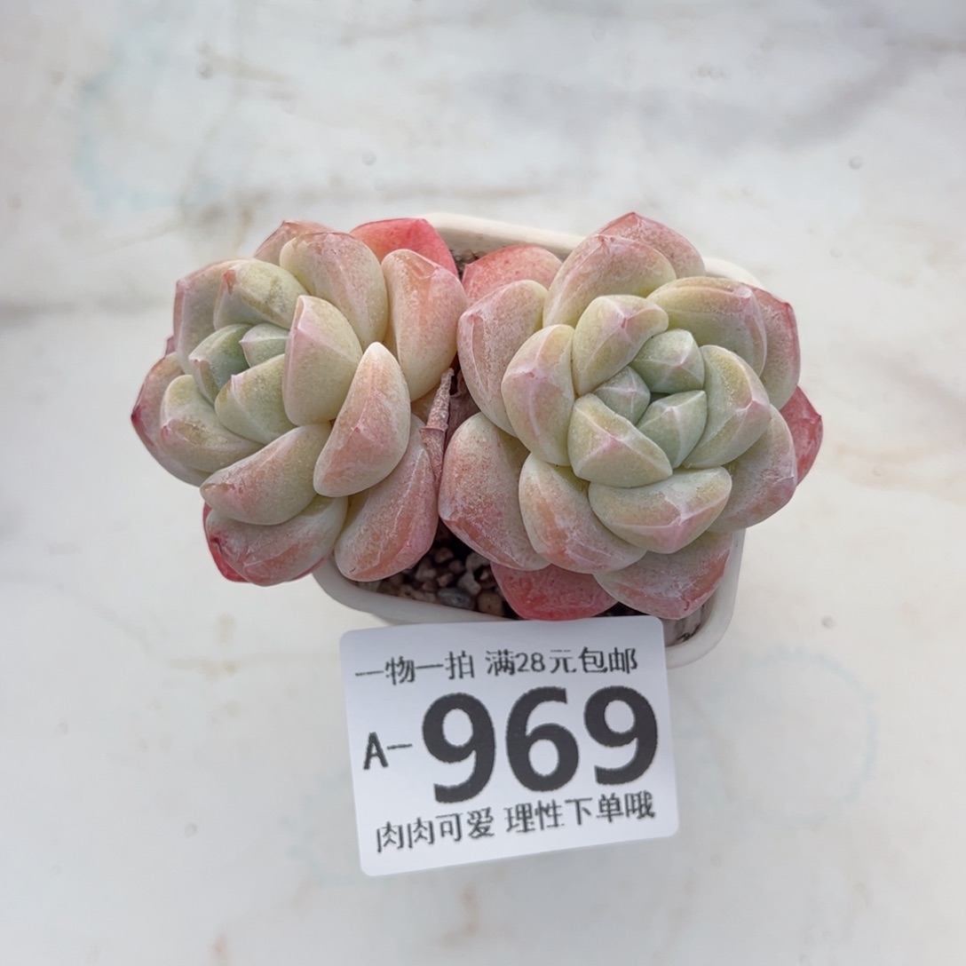 冰玉，多肉多肉多肉多肉